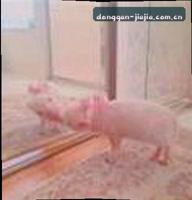 赵敏